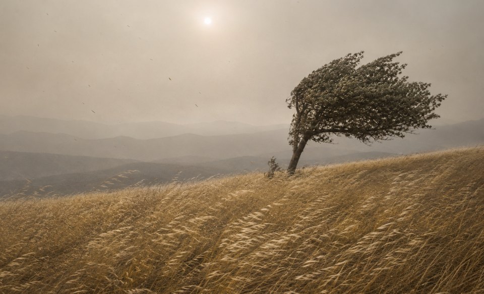 Dry golden grass and a valley oak bending in strong wind on a smoke-hazed California ridgetop.