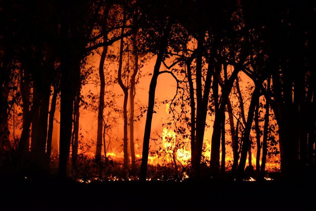 What Causes Wildfires: Top Causes, Trends, and How to Prevent Them